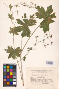 Geranium phaeum L., Eastern Europe, West Ukrainian region (E13) (Ukraine)