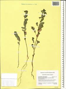 Euphorbia nutans Lag., Caucasus, Krasnodar Krai & Adygea (K1a) (Russia)