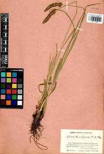 Carex leiorhyncha C.A.Mey., Siberia, Baikal & Transbaikal region (S4) (Russia)