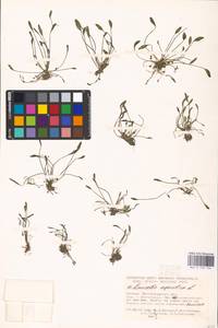 MHA 0 159 744, Limosella aquatica L., Eastern Europe, Lower Volga region (E9) (Russia)