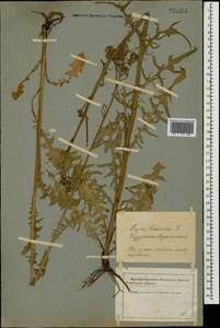 Crepis biennis L., Eastern Europe, Latvia (E2b) (Latvia)