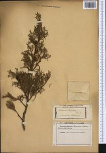 Juniperus phoenicea L., Western Europe (EUR) (Not classified)