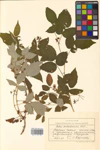 Rubus idaeus subsp. melanolasius Focke, Siberia, Russian Far East (S6) (Russia)