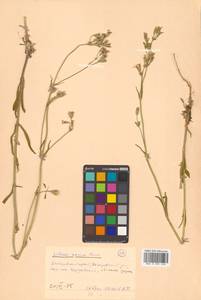 Silene aprica Turcz. ex Fisch. & C. A. Mey., Siberia, Russian Far East (S6) (Russia)