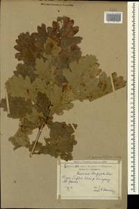 Quercus robur subsp. pedunculiflora (K.Koch) Menitsky, Caucasus, Georgia (K4) (Georgia)