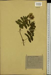 Sorbaria sorbifolia (L.) A. Braun, Siberia, Baikal & Transbaikal region (S4) (Russia)