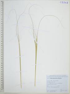 Stipa baicalensis Roshev., Siberia, Russian Far East (S6) (Russia)