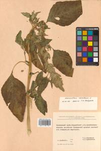 Amaranthus retroflexus L., Siberia, Russian Far East (S6) (Russia)