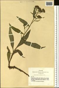Saussurea amara (L.) DC., Siberia, Altai & Sayany Mountains (S2) (Russia)