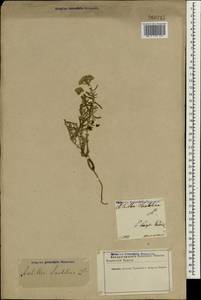 Achillea tenuifolia Lam., South Asia, South Asia (Asia outside ex-Soviet states and Mongolia) (ASIA) (Iran)
