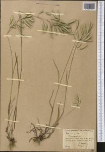 Bromus squarrosus L., Middle Asia, Kopet Dag, Badkhyz, Small & Great Balkhan (M1) (Turkmenistan)