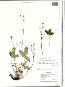 Potentilla crebridens Juz., Siberia, Baikal & Transbaikal region (S4) (Russia)