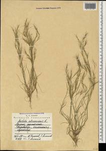 Aristida adscensionis L., Caucasus, Armenia (K5) (Armenia)