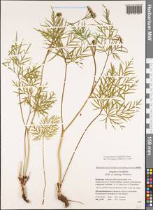 Conioselinum longifolium Turcz., Siberia, Baikal & Transbaikal region (S4) (Russia)