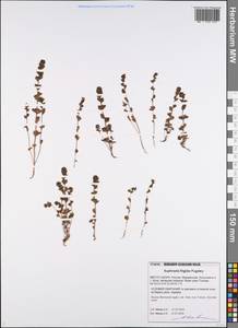 Euphrasia frigida Pugsley, Eastern Europe, Northern region (E1) (Russia)