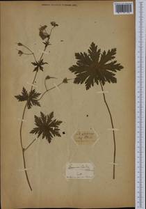 Geranium phaeum L., Botanic gardens and arboreta (GARD) (Not classified)