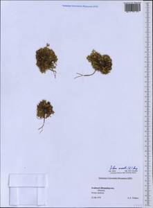 Silene acaulis (L.) Jacq., Western Europe (EUR) (Svalbard and Jan Mayen)