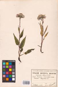 Saussurea alpina (L.) DC., Eastern Europe, Eastern region (E10) (Russia)