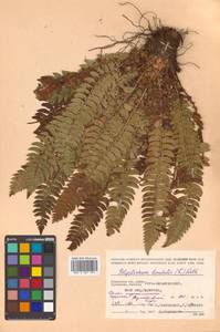 Polystichum lonchitis (L.) Roth, Siberia, Chukotka & Kamchatka (S7) (Russia)