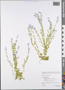 Polygala amarella Crantz, Eastern Europe, Western region (E3) (Russia)