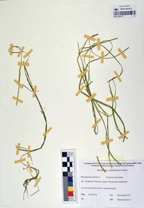 MAG 0003147, Sparganium angustifolium Michx., Siberia, Chukotka & Kamchatka (S7) (Russia)