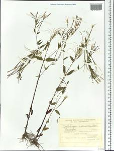 Epilobium ciliatum subsp. ciliatum, Siberia, Western Siberia (S1) (Russia)