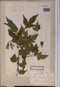 Acer tataricum subsp. ginnala (Maxim.) Wesm., Middle Asia, Syr-Darian deserts & Kyzylkum (M7) (Uzbekistan)