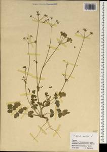 Tordylium apulum L., South Asia, South Asia (Asia outside ex-Soviet states and Mongolia) (ASIA) (Turkey)