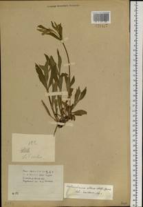 Silene latifolia subsp. alba (Mill.) Greuter & Burdet, Siberia, Baikal & Transbaikal region (S4) (Russia)
