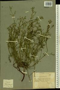 Asperula graveolens subsp. graveolens, Eastern Europe, Rostov Oblast (E12a) (Russia)