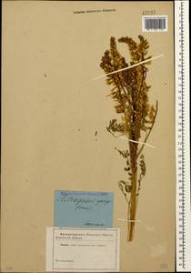 Astragalus galegiformis L., Caucasus (no precise locality) (K0)