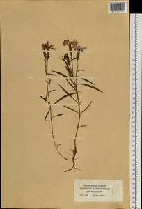 Dianthus, Siberia, Russian Far East (S6) (Russia)