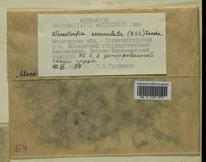 Sarmentypnum exannulatum (Schimp.) Hedenäs, Bryophytes, Bryophytes - Moscow City & Moscow Oblast (B6a) (Russia)