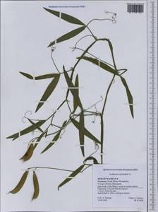 Lathyrus sylvestris L., Western Europe (EUR) (Germany)