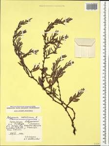 Polygonum maritimum L., Caucasus, Georgia (K4) (Georgia)