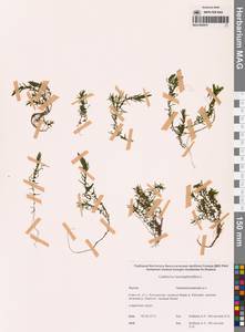 Callitriche hermaphroditica L., Siberia, Yakutia (S5) (Russia)