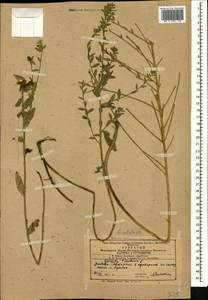 Genista tinctoria subsp. tinctoria, Caucasus, Azerbaijan (K6) (Azerbaijan)