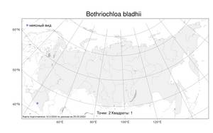 Bothriochloa bladhii (Retz.) S.T.Blake, Atlas of the Russian Flora (FLORUS) (Russia)