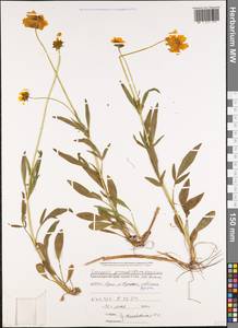 Coreopsis grandiflora Hogg ex Sw., Caucasus, Black Sea Shore (from Novorossiysk to Adler) (K3) (Russia)
