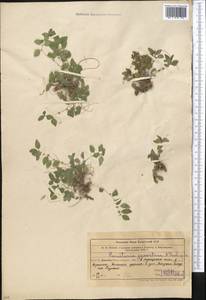Parietaria judaica L., Middle Asia, Western Tian Shan & Karatau (M3) (Uzbekistan)