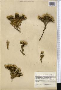 Thylacospermum caespitosum (Cambess.) Schischk., Middle Asia, Northern & Central Tian Shan (M4) (Kyrgyzstan)