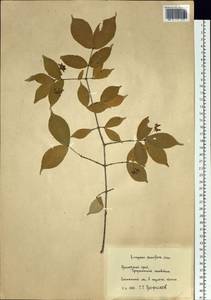 Euonymus verrucosus Scop., Siberia, Russian Far East (S6) (Russia)