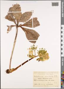 Helleborus orientalis subsp. orientalis, Caucasus, Georgia (K4) (Georgia)