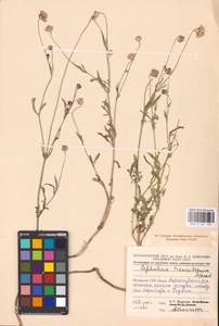 Cephalaria transsylvanica (L.) Schrad. ex Roem. & Schult., Eastern Europe, Moldova (E13a) (Moldova)