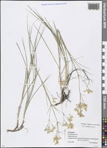 Eremogone longifolia (M. Bieb.) Fenzl, Eastern Europe, Rostov Oblast (E12a) (Russia)