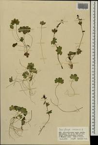 Saxifraga cernua L., Mongolia (MONG) (Mongolia)
