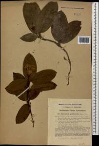 Epigaea gaultherioides (Boiss.) Takht., Caucasus, Turkish Caucasus (NE Turkey) (K7) (Turkey)