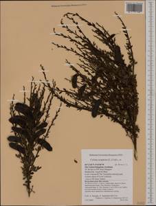 Cytisus scoparius (L.)Link, Western Europe (EUR) (United Kingdom)