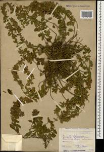 Teucrium chamaedrys L., Caucasus, Dagestan (K2) (Russia)