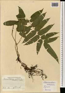 Stenochlaena palustris (Burm. fil.) Bedd., South Asia, South Asia (Asia outside ex-Soviet states and Mongolia) (ASIA) (Malaysia)
